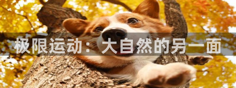 3377体育官方正版app娱乐首页网站大全：极限运动